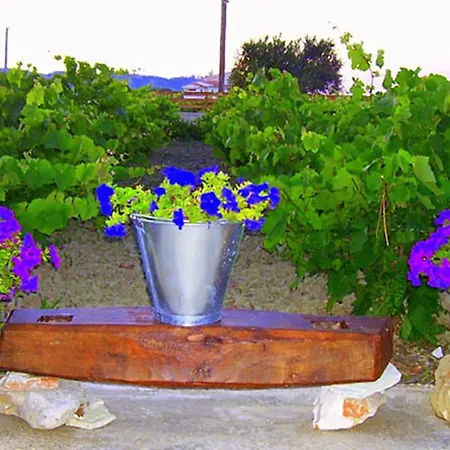 Augoustinos *