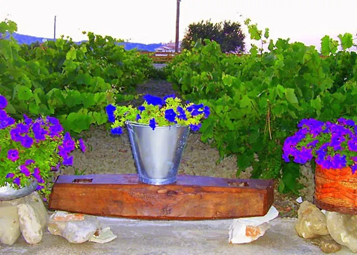Augoustinos *